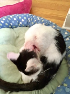 A black and white cat sits with his neck bent over, showing a large wound.